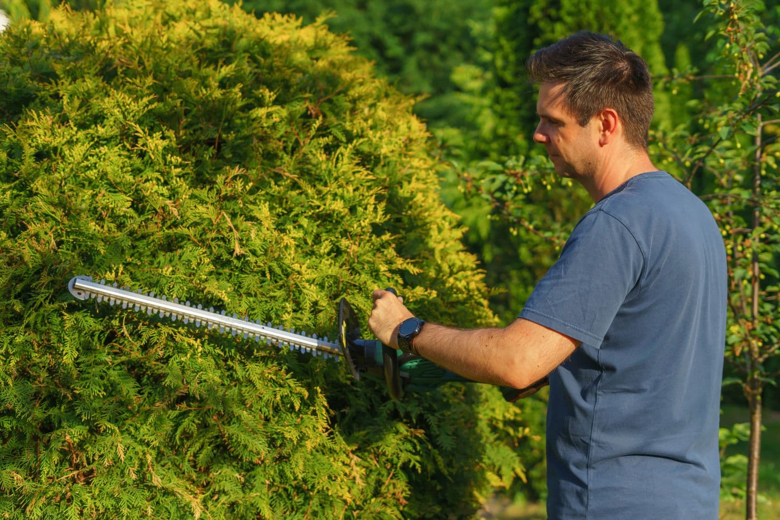 Landscaper shaping a hedge with a powered trimmer in a sunlit garden